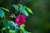 11_Rosa canina